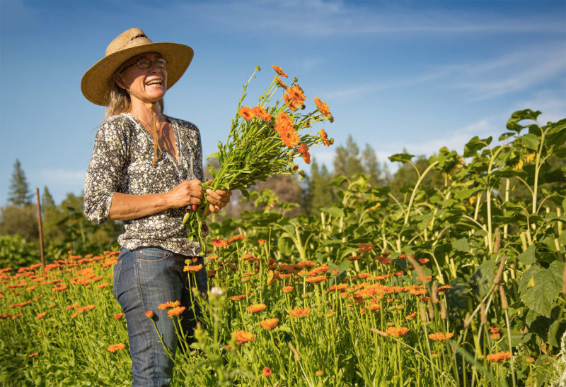 Smiling woman picking sunflowers in field.